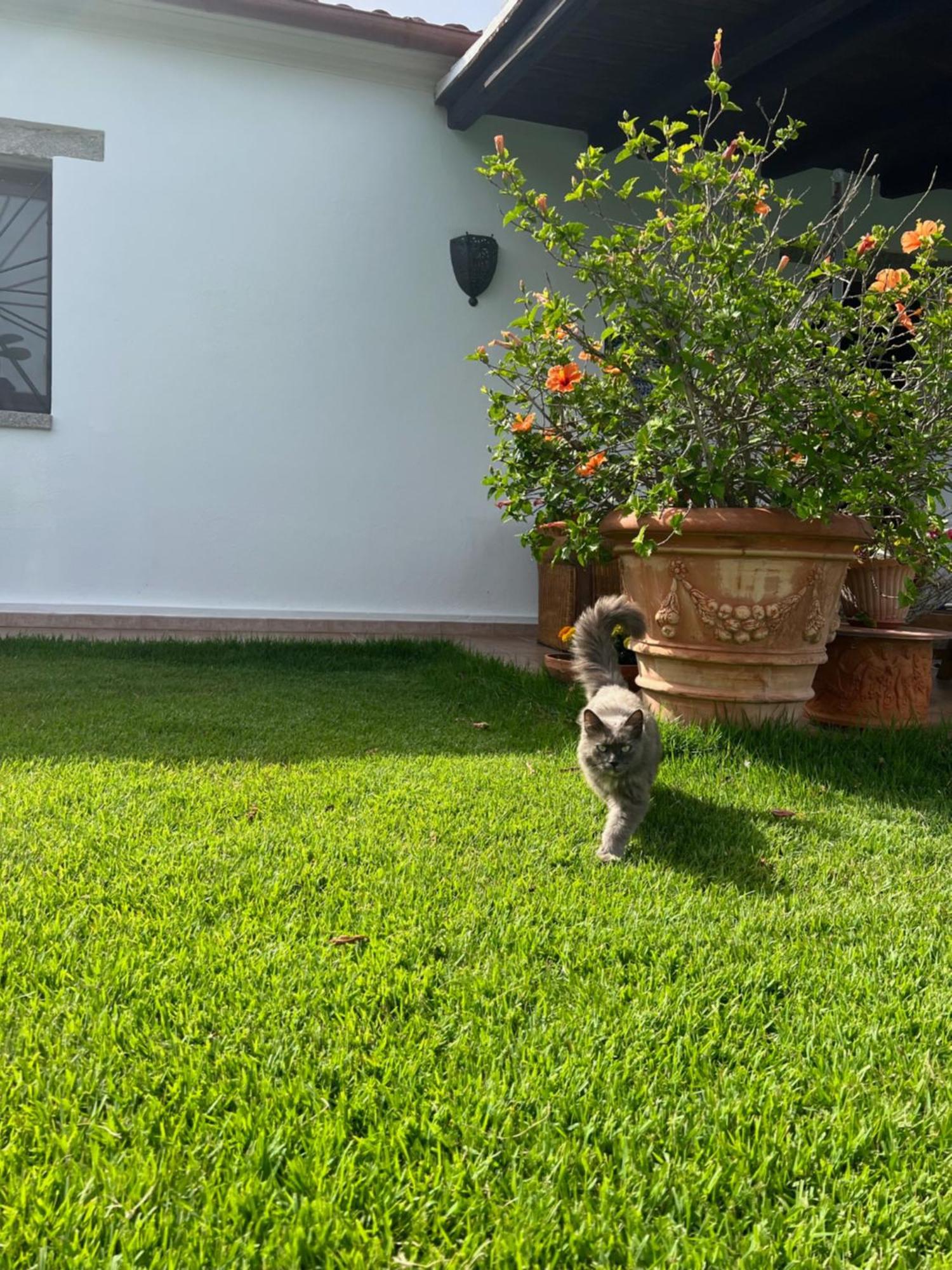 Villa Peditoltu Olbia Bagian luar foto